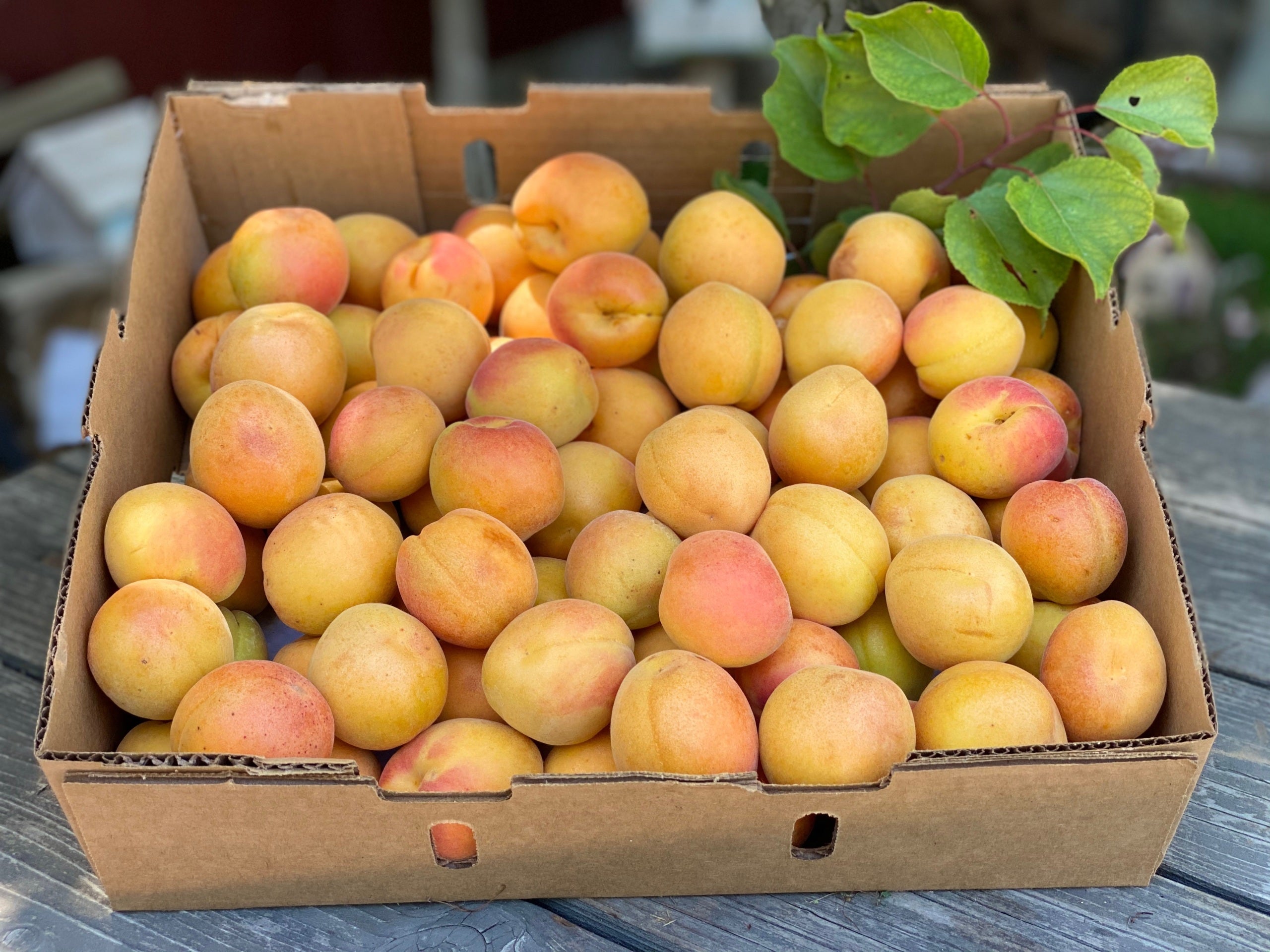 12 Pound Flat Fresh Blenheim Apricots Fairhaven Orchards